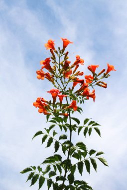 Vine, an ornamental campsis plant grows in the garden clipart