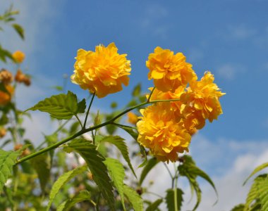 Kerria japonica çalıları baharda bahçede çiçek açar