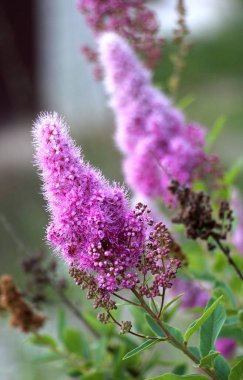 The ornamental bush Spiraea salicifolia is blooming in the garden clipart