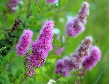 Süslü çalılar Bahçede Spiraea salicifolia çiçek açıyor