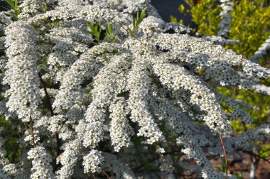 Bahçede süslü çalılar açar..