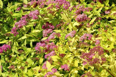 Bahçede dekoratif bir Japon spireası (Spiraea japonica) çiçek açıyor.