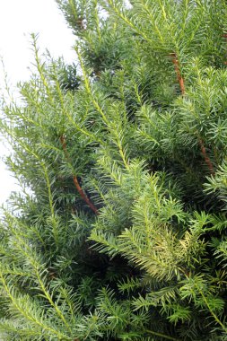 Kozalaklı her zaman yeşil ağaç yaygın porsuk (Taxus baccata) peyzaj, tıp ve sanayide kullanılır..