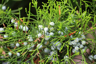 Ardıç doğada yetişir - tıbbi, yenilebilir, temel yağ, bitkisel öldürücü, ahşap, reçine, süs eşyası ve bitki özü.