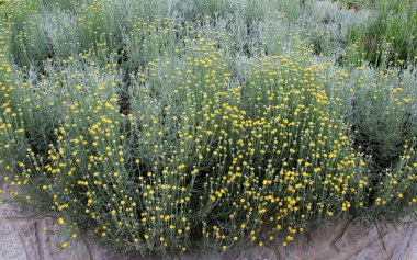 Bahçede yemyeşil bir Santolina çalısı açıyor.