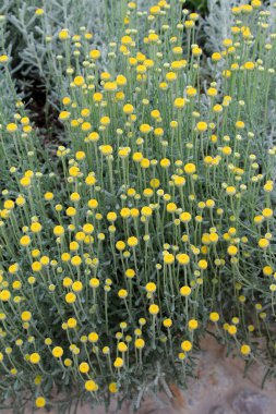 Bahçede yemyeşil bir Santolina çalısı açıyor.