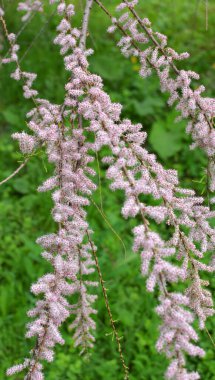 Baharda, süs bitkisi tamariks doğada yetişir.