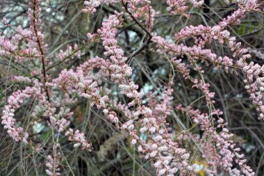 Baharda, süs bitkisi tamariks doğada yetişir.