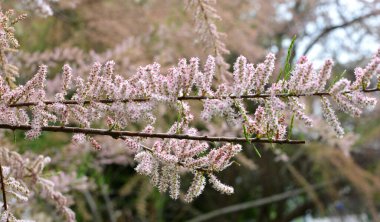 In spring, the ornamental plant tamarix grows in nature clipart