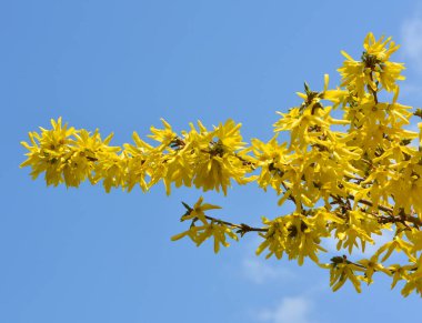 Forsythia çalıları doğada ilkbaharda çiçek açar.. 