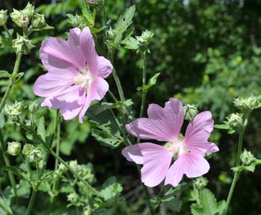 Malva thuringiaca (Lavatera thuringiaca) yazın vahşi doğada çiçek açar