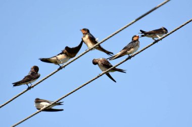 Bir sabah önce sıcak hava sahasında birkaç gün boyunca uçmak için kırlangıçlar bir sürüde toplanır ve kabloların üzerinde otururlar.