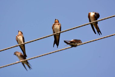 Bir sabah önce sıcak hava sahasında birkaç gün boyunca uçmak için kırlangıçlar bir sürüde toplanır ve kabloların üzerinde otururlar.