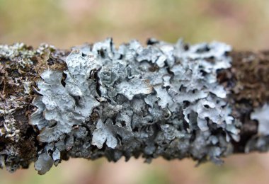 Parmeliaceae (Parmeliaceae) familyasından Parmelia (Parmelia) cinsi bir liken türü olan liken, ağaçta yetişir.).