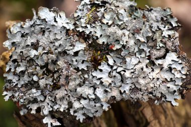 Parmeliaceae (Parmeliaceae) familyasından Parmelia (Parmelia) cinsi bir liken türü olan liken, ağaçta yetişir.).