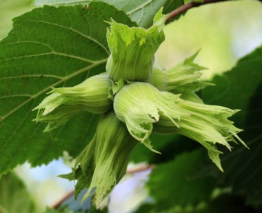 Fındıklar fındık dalında olgunlaşır.