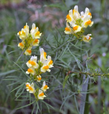 Linaria vulgaris blooms in the wild among grasses clipart