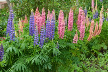 Baharda bahçede luplar açar.