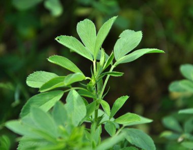 Bahar tarlasında genç yoncalar büyür.