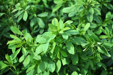 Bahar tarlasında genç yoncalar büyür.