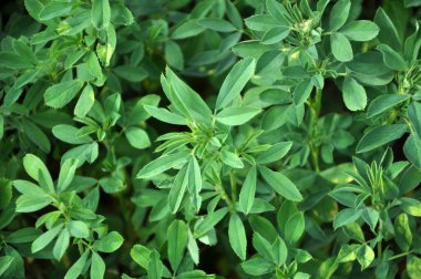 Bahar tarlasında genç yoncalar büyür.