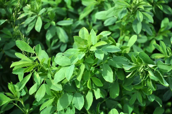 Bahar tarlasında genç yoncalar büyür.