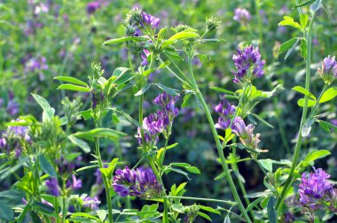 Alan, değerli bir hayvan yemi olan yonca çiçekleri açıyor.