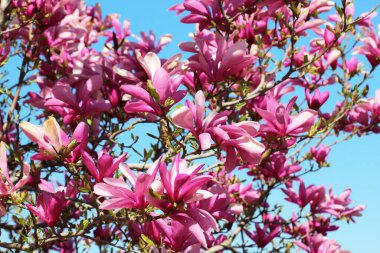 In the spring, a magnolia tree blooms in the garden