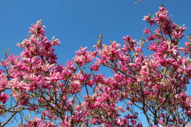In the spring, a magnolia tree blooms in the garden