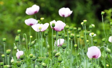 Yazın karada uykulu haşhaş (Papaver somniferum) yetişir.