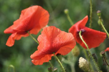 Vahşi gelincik (Papaver rhoeas) yazın çiçek açar