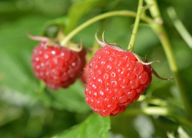 Çalı dalında ahududu ve yeşil yapraklar.