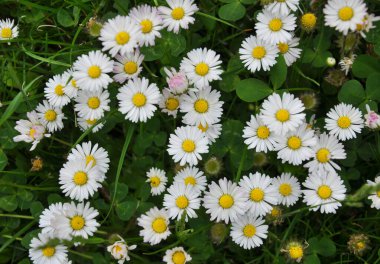 Marguerite (Bellis perennis) otlar arasında doğada çiçek açar 