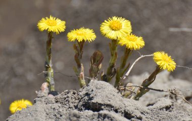 Doğada, ilkbahar erken çiçek açar bal ve ilaçlar coltsfoot (Tussilago farfara)