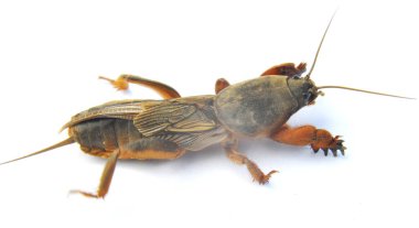 An insect pest gryllotalpa gryllotalpa, which damages a lot of plants in the soil