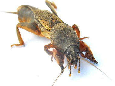 An insect pest gryllotalpa gryllotalpa, which damages a lot of plants in the soil