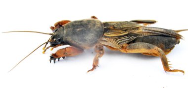 An insect pest gryllotalpa gryllotalpa, which damages a lot of plants in the soil