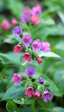 Erken bahar bitki Lungwort (göğüs) vahşi ormanda çiçek açar