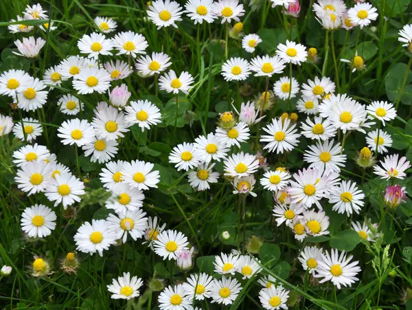 Marguerite (Bellis perennis) otlar arasında doğada çiçek açar 