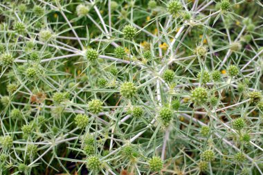 Vahşi doğada bir devedikeni yetişir Eryngium kampı