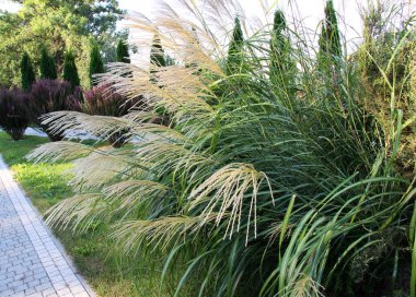 Çin miscanthus (Miscanthus sinensis), peyzajda kullanılır.