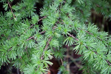 Avrupa 'nın genç bahar dalları (Larix desidua)