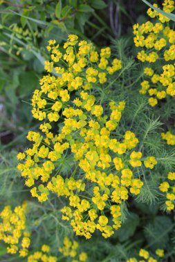 Yabani otların baharında, Euphorbia cyparissias çiçekleri açar.