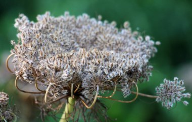 Havuç hasadı (Daucus carota subsp. Olgun tohumlarla dolu.