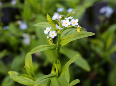 Unutma beni (Myosotis) yazın vahşi doğada yetişir.