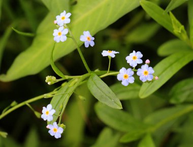 Unutma beni (Myosotis) yazın vahşi doğada yetişir.