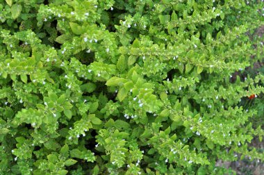 Lemon balm (Melissa officinalis) blooms on a branch of a bush