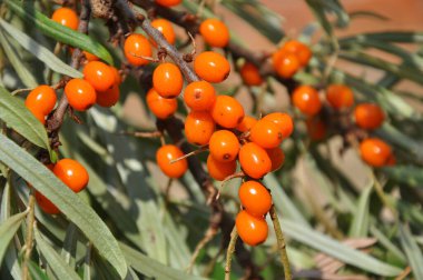Olgun portakal böğürtlenli deniz dikenli (hippophae rhamnoides) dal