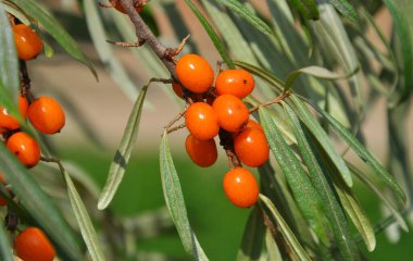 Olgun portakal böğürtlenli deniz dikenli (hippophae rhamnoides) dal