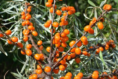 Olgun portakal böğürtlenli deniz dikenli (hippophae rhamnoides) dal